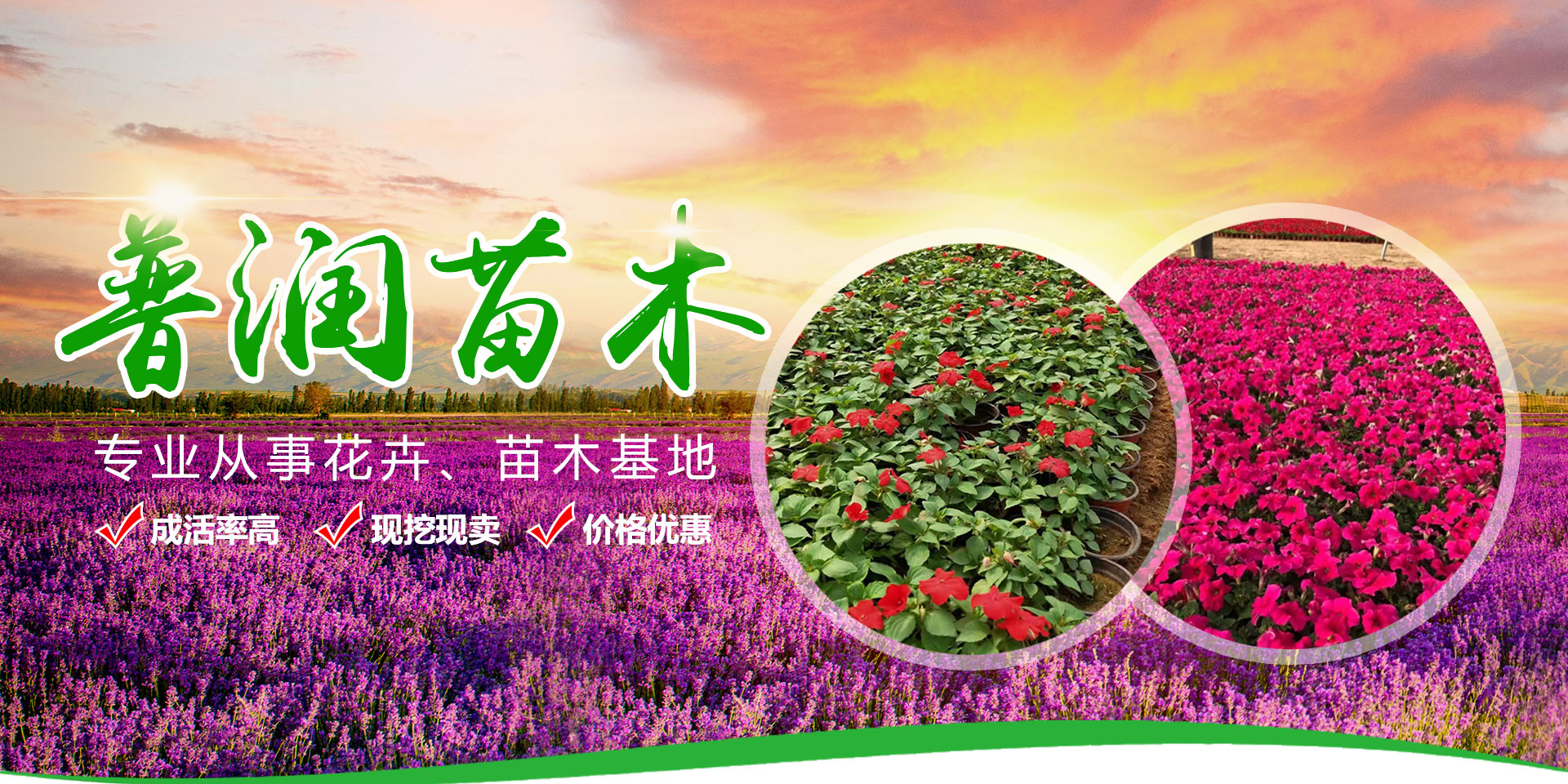 青州市普潤(rùn)苗木有限公司